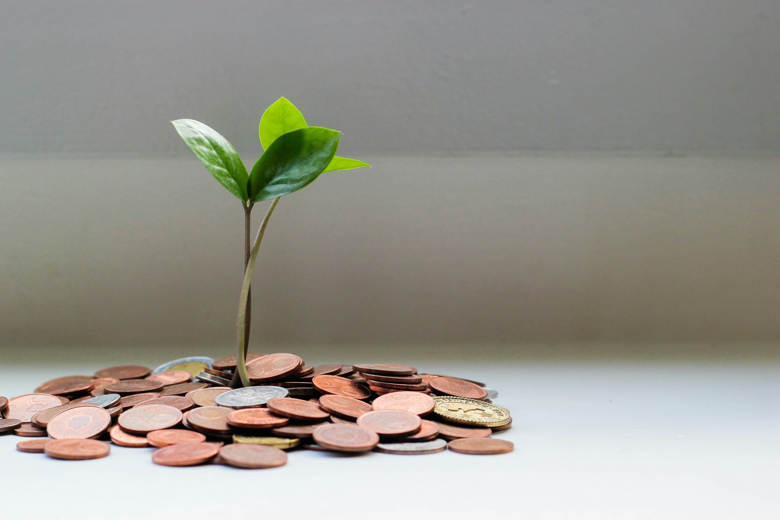 Wealth, make your money grow, picture with money and plant growing